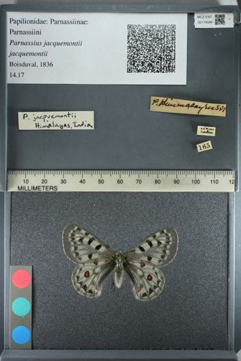 Media type: image;   Entomology 174599